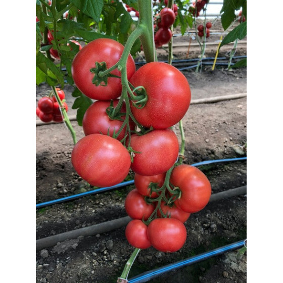 Tomāti Manusa, Tomātu sēklas Manusa F1