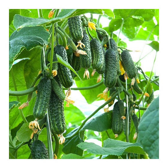 Gurķi Ekol F1, Gurķu sēklas Ekol f1, Gurķi Ekol