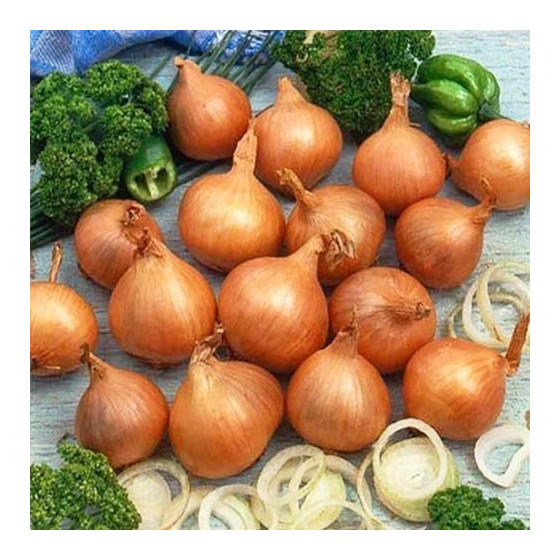 Ģimenes sīpoli, Saimes sīpoli, Ģimenes sīksīpoliņi