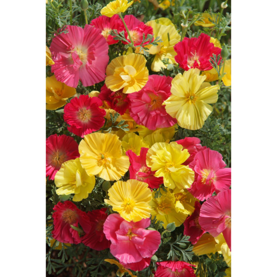 Ešolcijas "Bush Mixture" 0,5g