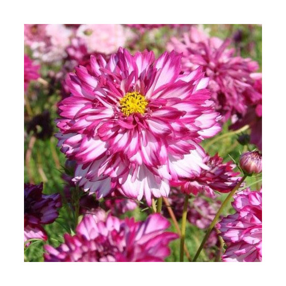 Kosmeja divplūksnu 'Double Click Bicolor Violet' 20 sēklas