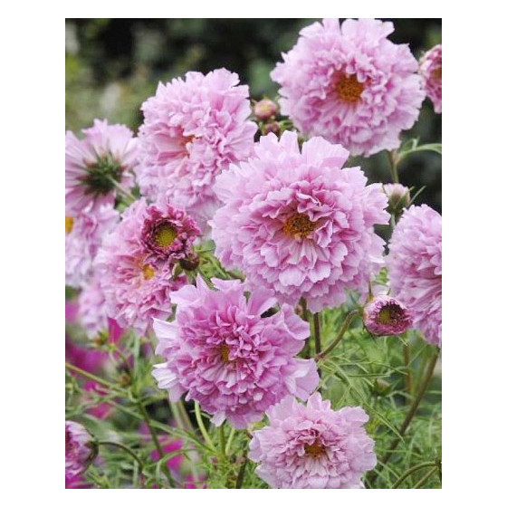 Kosmeja divplūksnu 'Double Click Rose Bon Bon' 20 sēklas