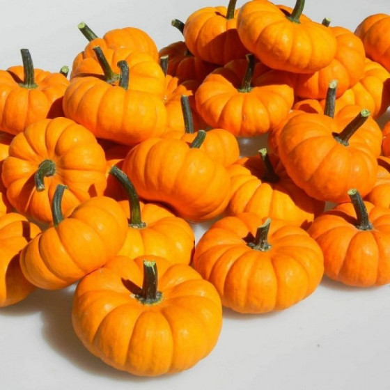 Ķirbis Sweetie Pie, Dekoratīvie ķirbji, Dekoratīvie ķirbīši, Ķirbīši dekoratīvie