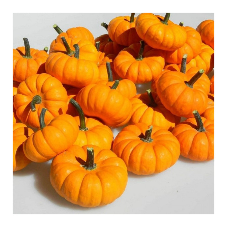 Ķirbis Sweetie Pie, Dekoratīvie ķirbji, Dekoratīvie ķirbīši, Ķirbīši dekoratīvie