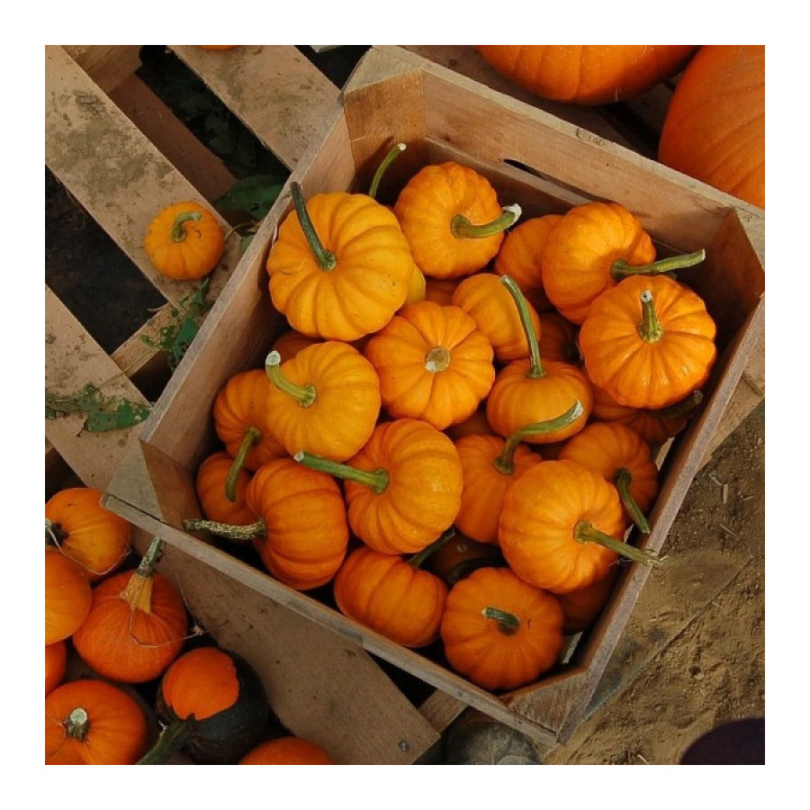 Ķirbis Sweetie Pie, Dekoratīvie ķirbji, Dekoratīvie ķirbīši, Ķirbīši dekoratīvie