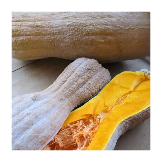 Ķirbis (sviesta) Butternut rugosa 3,5g*