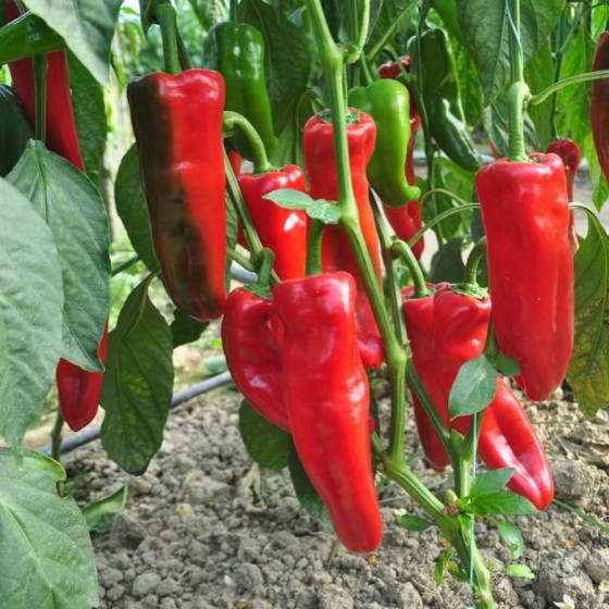 Paprika Campari F1 (5 sēklas)