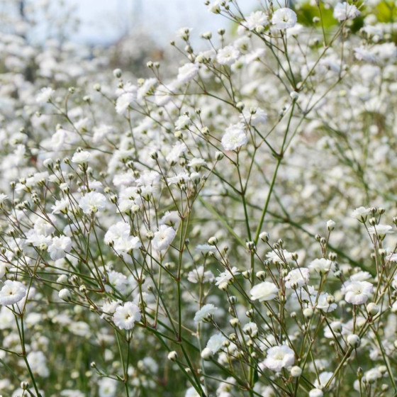 Skarainā ģipsene, Gypsophila paniculata Snowflake, Ģipseņu sēklas