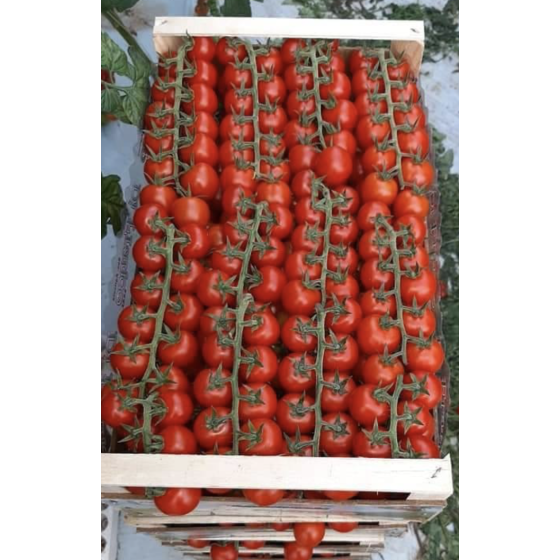 Tomāti Elvys F1 (5 sēklas), Tomātu sēklas Elvys F1