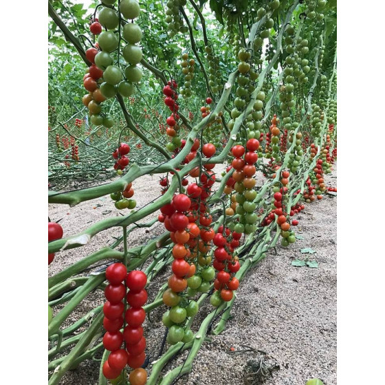 Cherry tomāti, Čerī tomāti, tomātu sēklas, Tomāti ISI 82204 F1,