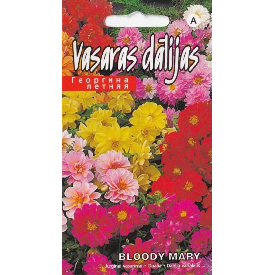 Vasaras dālijas, Dālijas, dāliju sēklas, vasaras dāliju sēklas