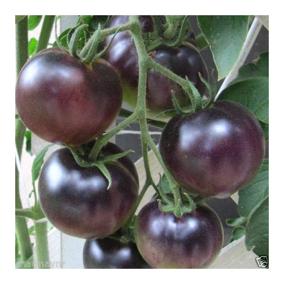 Tomāti Black Cherry F1