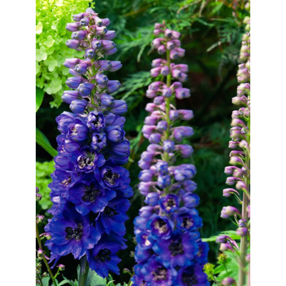 Delfīnijas Magic Fountains Dark Blue/Dark Bee, Delfīnijas, Delfīniju sēklas, Delphinium elatum
