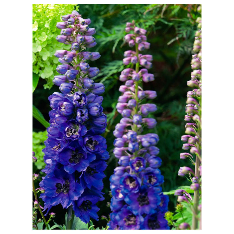 Delfīnijas Magic Fountains Dark Blue/Dark Bee, Delfīnijas, Delfīniju sēklas, Delphinium elatum
