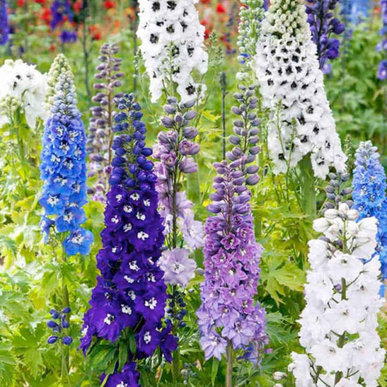 Delphinium elatum Magic Fountains Mix, Delfīnijas, Delfīniju sēklas