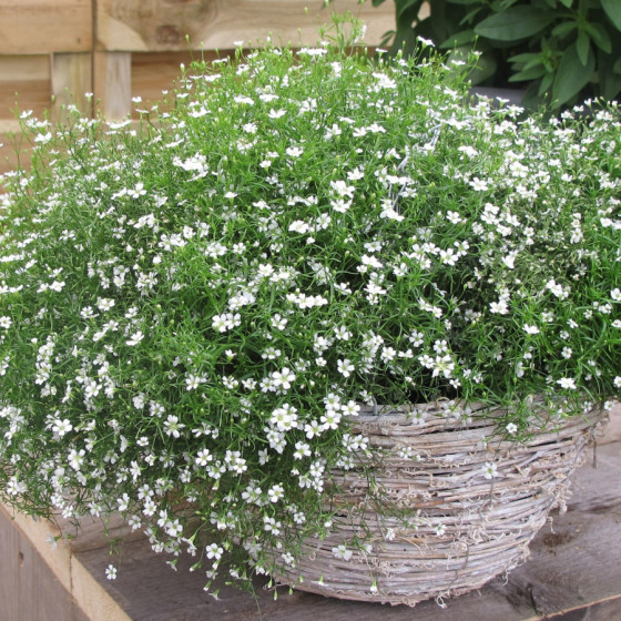 Mūru ģipsene Gypsy White (10 sēklas)