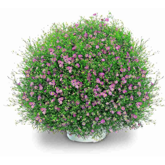 Mūru ģipsene Gypsy Pink (10 sēklas)