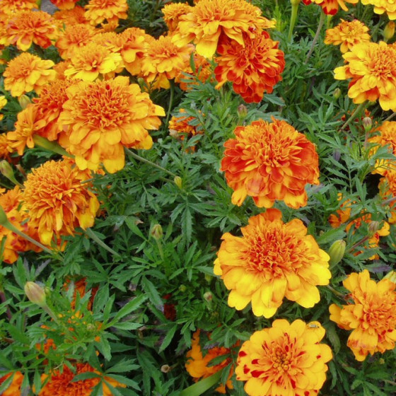 Samtenes Bonanza Bolero 100sēkl. PROF.