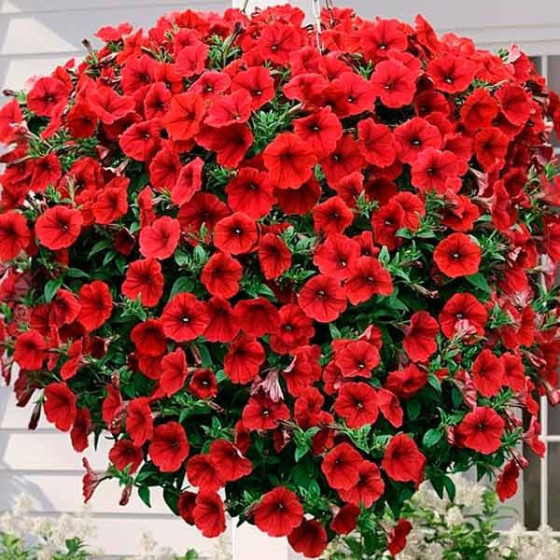 Petūnijas Opera, Petūnijas Opera, Opera F1