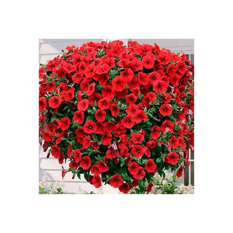 Petūnijas Opera, Petūnijas Opera, Opera F1