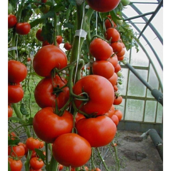Tomāti Tamaris F1 (10 sēkl.)