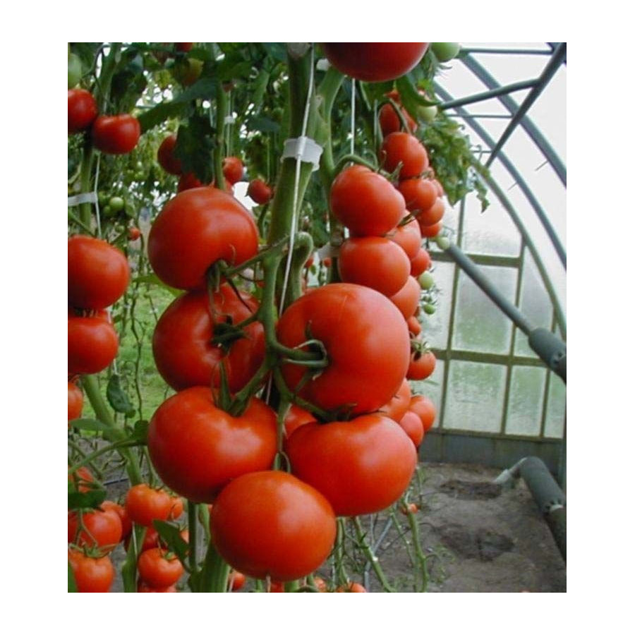 Tomāti Tamaris F1 (10 sēkl.)