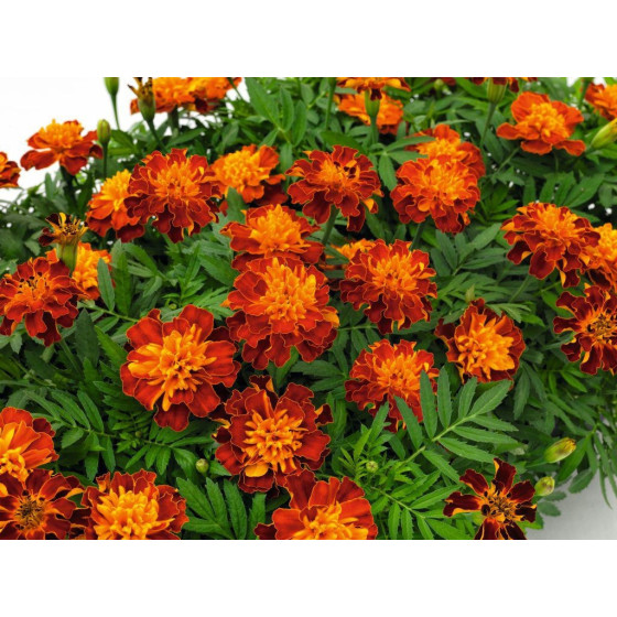 Samtenes zemās Super Hero Harmony, Tagetes Super Hero Harmony