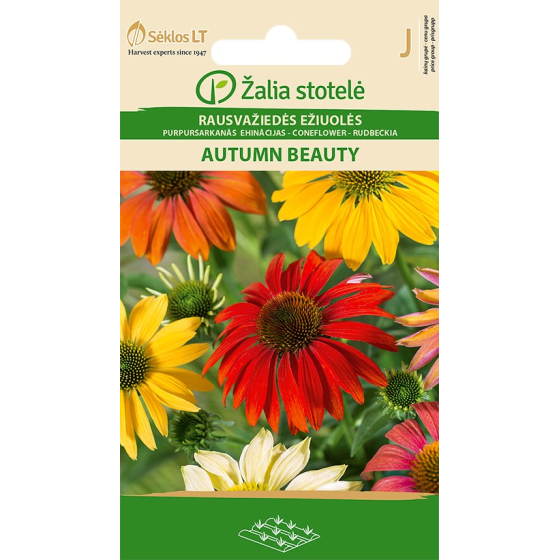 Ehinācijas AUTUMN BEAUTY, Echinacea purpurea