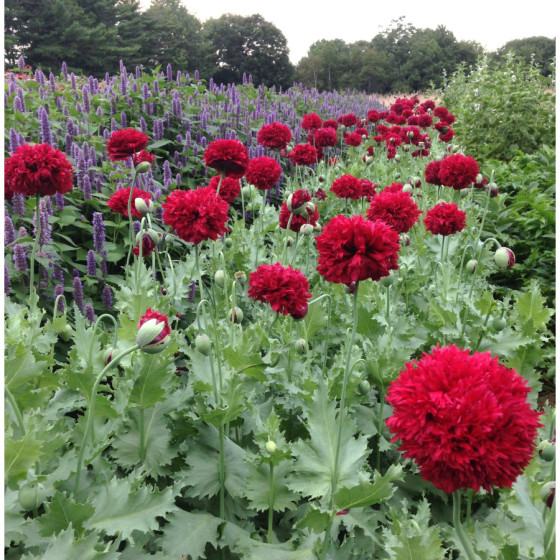 Magones "Scarlet Peony" 0,5g