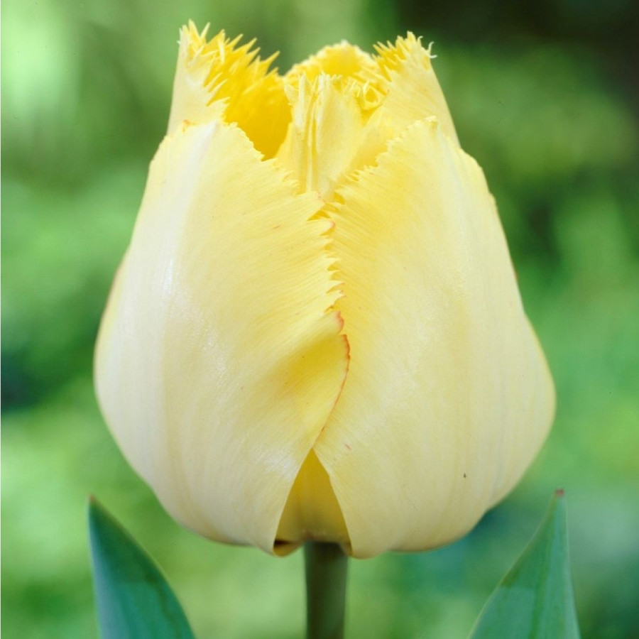 Tulpes FRINGED ELEGANCE, Tulpju sīpoli FRINGED ELEGANCE