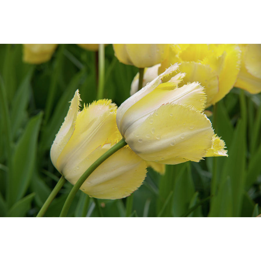 Tulpes FRINGED ELEGANCE, Tulpju sīpoli FRINGED ELEGANCE