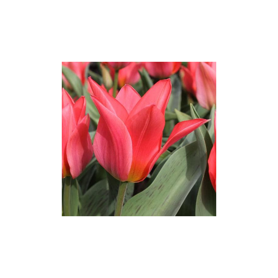 Tulpes TORONTO, Tulpju sīpoli TORONTO