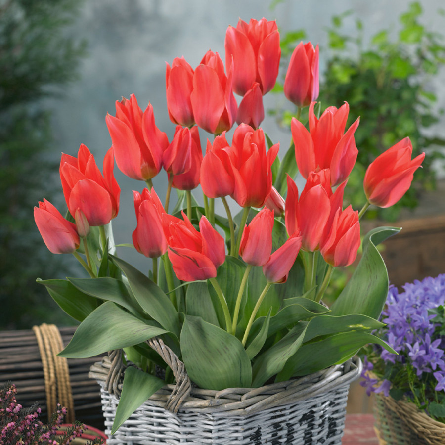 Tulpes TORONTO, Tulpju sīpoli TORONTO