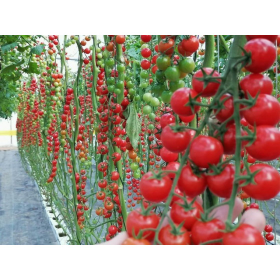 Tomāti Juanita F1 (3 sēkl.)