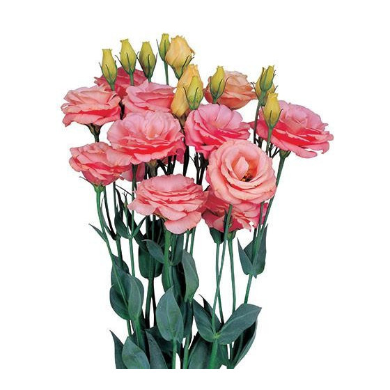 Lizante (Eustoma) Rosita 2 Apricot 10s