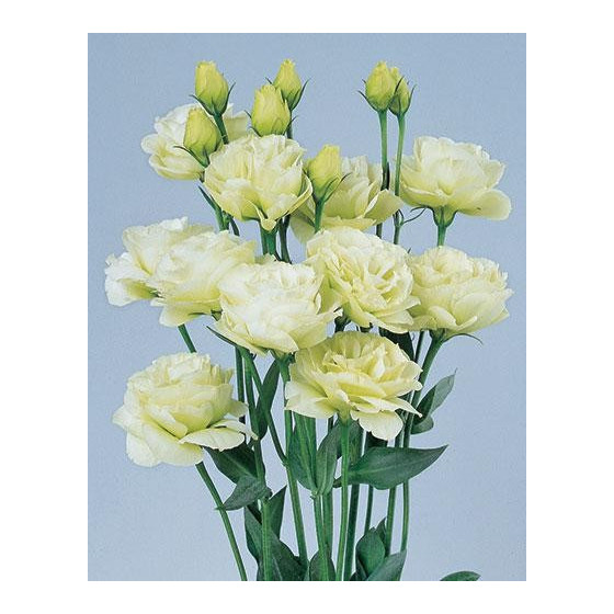 Eustoma Grandiflorum Rosita II Green