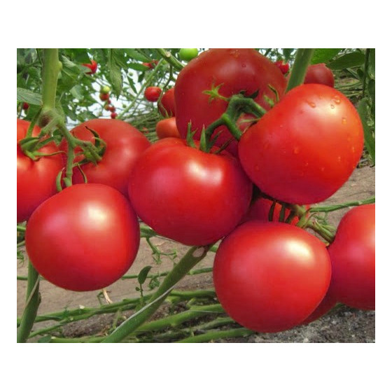 Tomāti Hector F1, Tomātu sēklas Hector F1