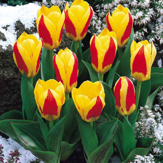 Tulpes Stresa, Tulpju sīpoli Stresa