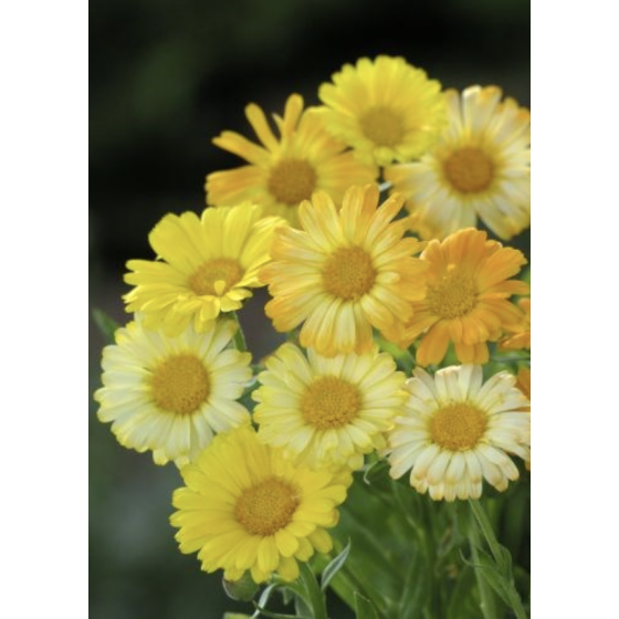 Kliņģerītes, Kliņģerīšu sēklas, Calendula officinalis Citrus Fieldgrown Mix