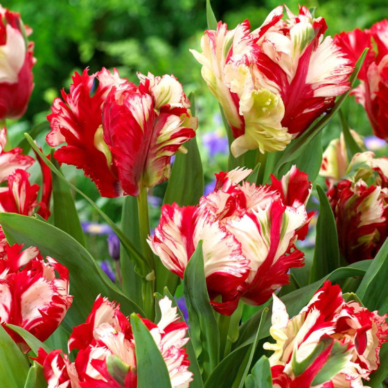 Tulpes ESTELLA RIJNVELD (izm.11-12) 5gb