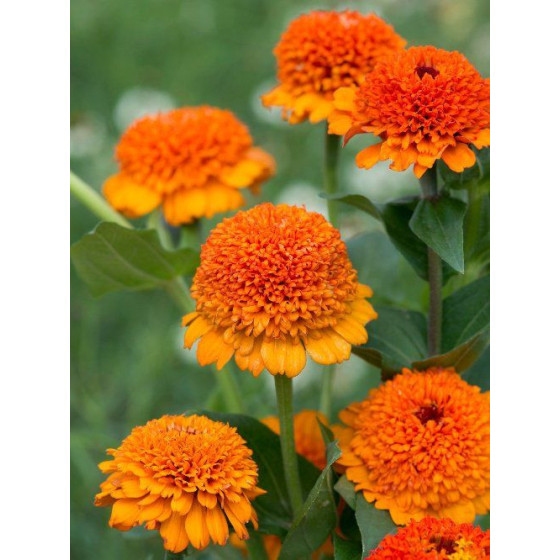 Cinnijas, cinniju sēklas, zinnia elegans, Zinnia Cresto! Orange