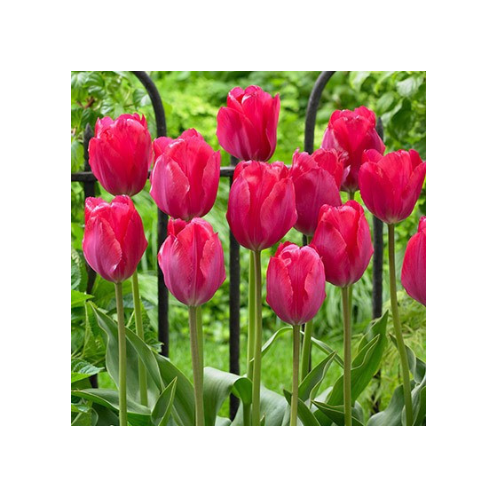 Tulpes Van Eijk" 5 gb"