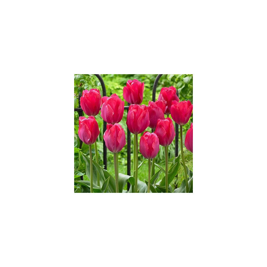 Tulpes Van Eijk" 5 gb"