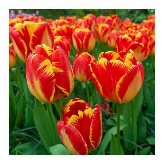 Tulpes Banja Luka" 5 gb izm. 11-12"