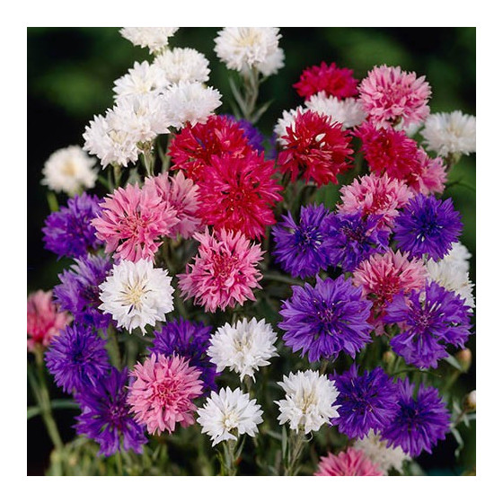 Rudzupuķes, rudzupuķu sēklas, dažādu krāsu rudzupuķes, Centaurea