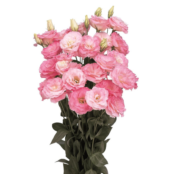 Lizante (Eustoma) Mariachi Misty Pink 10s