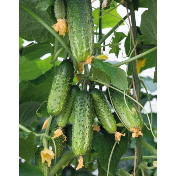 Gurķi Amant F1, Amant F1, Gurķu sēklas Amant F1