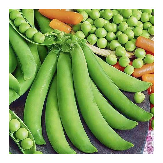 Zirņi Dorian, Zirņu sēklas Dorian