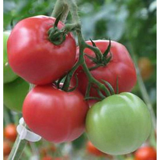 Tomāti Mamirio F1 5 sēkl.