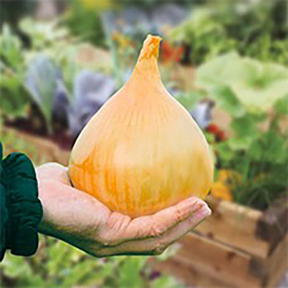 Sīpoli Exhibition, Sīpolu sēklas Exhibition, Lielie sīpoli